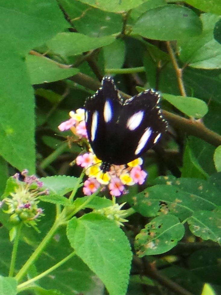 Blue Moon Butterfly - shivasiddula